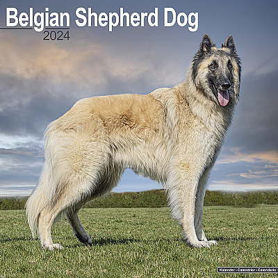 Belgian Shepherd Calendar 2024 (Square)